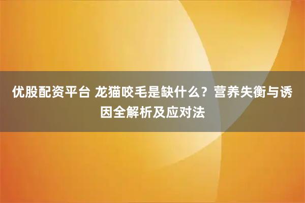 优股配资平台 龙猫咬毛是缺什么？营养失衡与诱因全解析及应对法